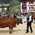Claude Favre - Président de la Coopérative Laitière Haute-Maurienne Vanoise